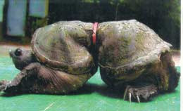 sea-turtle-deformed_1.jpg