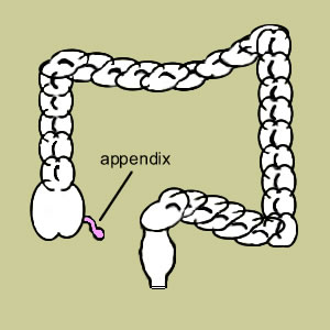 appendix300x300.jpg