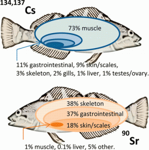 Picture of where the concentration of isotopes are found in fish. 